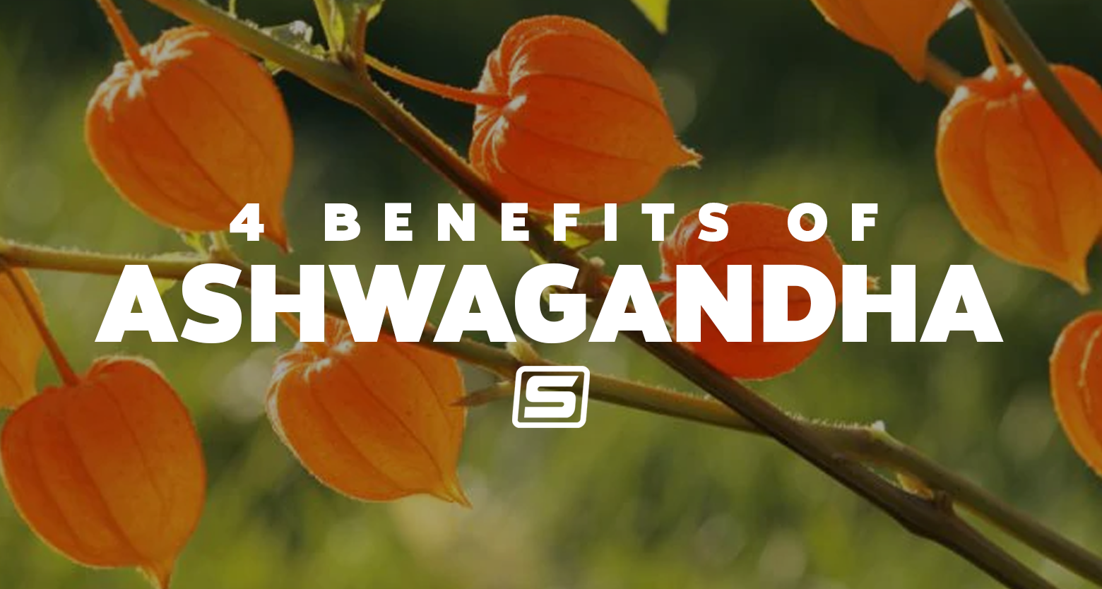 4 Benefits of Ashwagandha
